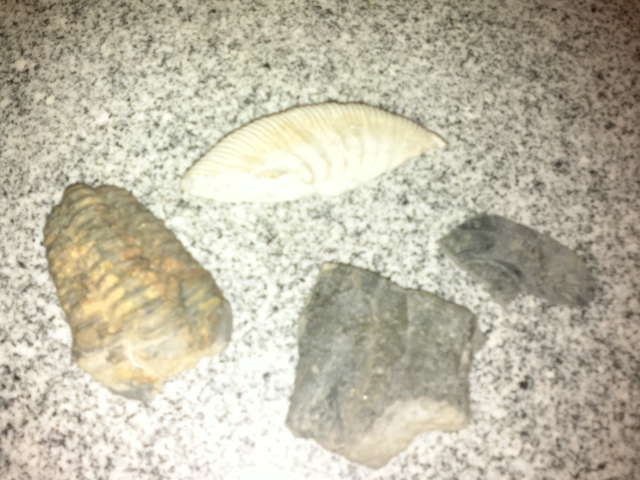 Fossilien1