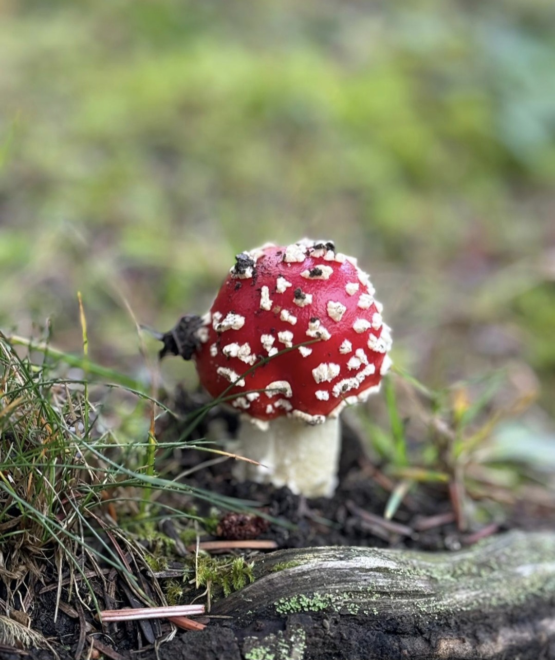 Glück Pilz Herbst